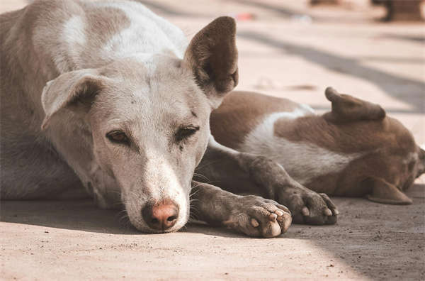 5 Key Steps to Handle Your Dog's Loose Tooth: An Ultimate Guide