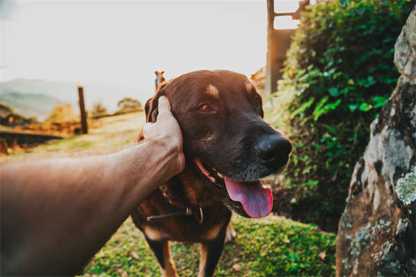 10 Crucial Insights: Understanding Your Dog's Drinking Patterns