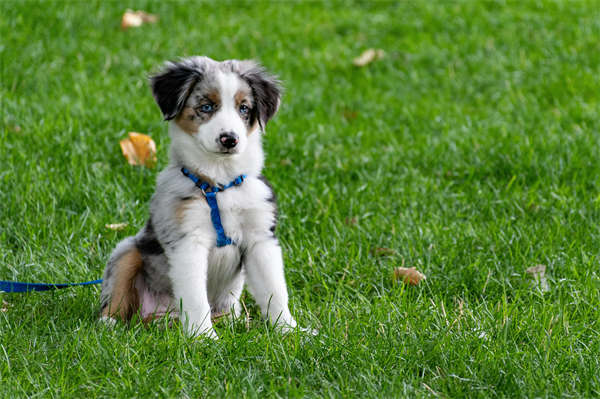 Exploring Canine Behaviour: Yawning and Lip Licking